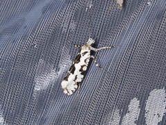 Ypsolopha sequella