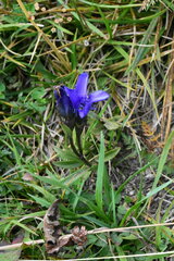 Gentianopsis ciliata