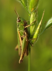 Omocestus