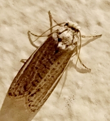 Spodoptera frugiperda