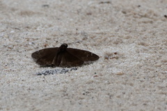 Erynnis horatius