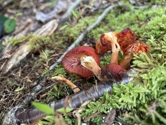 Hygrocybe miniata