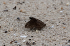 Erynnis horatius