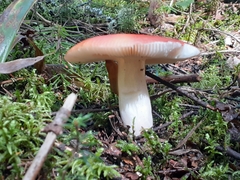 Russula