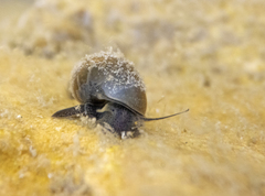 Potamopyrgus antipodarum