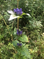 Gentiana