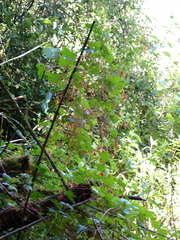 Tropaeolum tuberosum