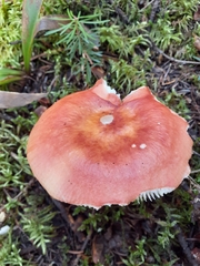Russula