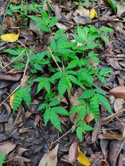 Oplismenus burmanni