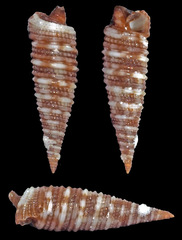 Viriola intergranosa