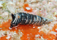 Viriola intergranosa