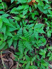 Oplismenus burmanni