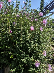 Hibiscus syriacus