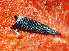 Viriola intergranosa