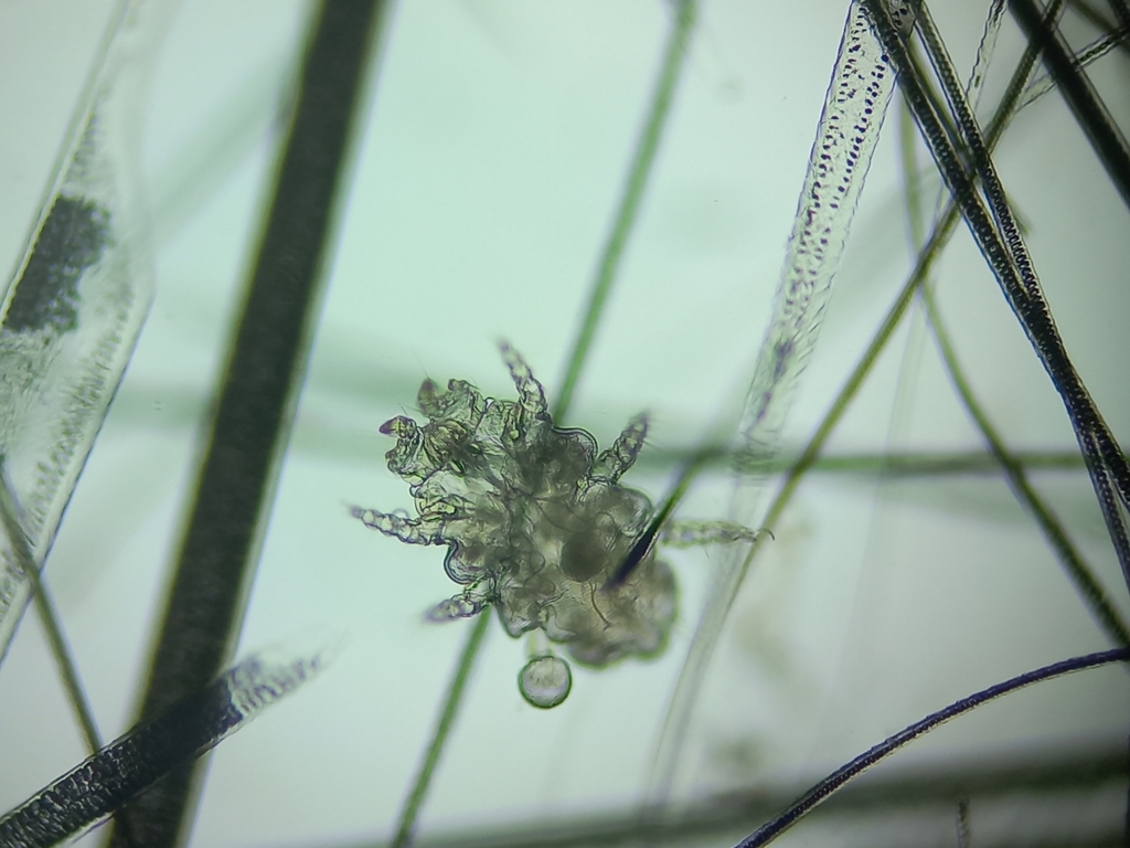 Myobioidea