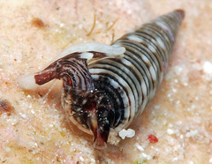 Viriola intergranosa