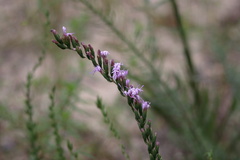 Liatris pauciflora
