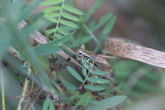 Roeseliana roeselii