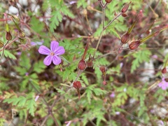Geranium robertianum