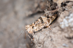 Acrididae