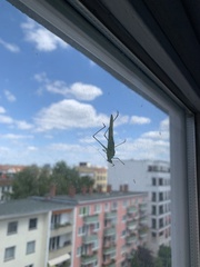 Phaneroptera falcata