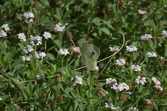 Pieris rapae