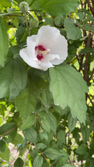 Hibiscus syriacus