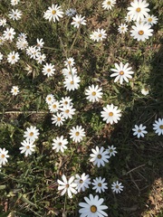 Dimorphotheca pluvialis