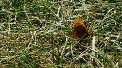 Boloria bellona