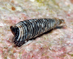 Viriola intergranosa