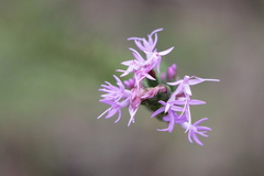 Liatris pauciflora