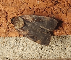 Pseudohermonassa bicarnea