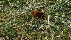 Boloria bellona