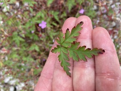 Geranium robertianum