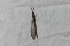 Neuroleon distichus