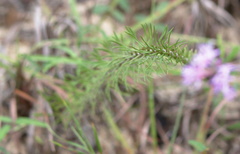Liatris pauciflora