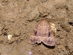Amphipyra pyramidea