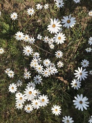Dimorphotheca pluvialis