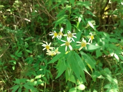 Doellingeria umbellata