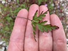 Geranium robertianum
