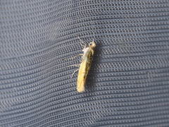 Argyresthia goedartella