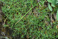 Caryophyllales
