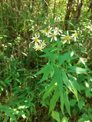 Doellingeria umbellata