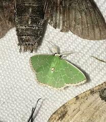 Synchlora