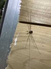 Dicranopalpus