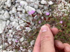 Geranium robertianum