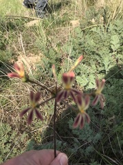 Pelargonium triste