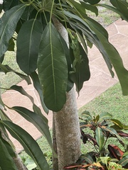 Anolis equestris