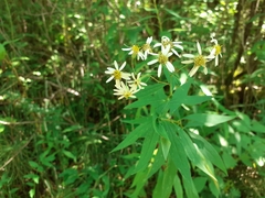 Doellingeria umbellata