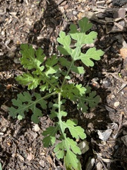 Parthenium hysterophorus